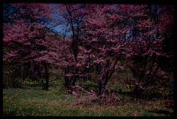 Red Bud blooms in Sargents Glade Arb. W.