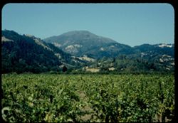 Mt. Saint Helena seen from south across a Napa valley vineyard