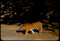 Tiger Fleishhacker Zoo