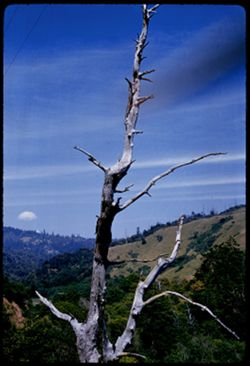 Skeleton tree near Jenner by-the-Sea