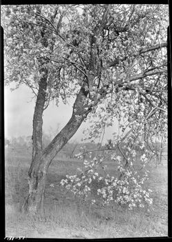 Apple tree in bloom at Holton's, perp
