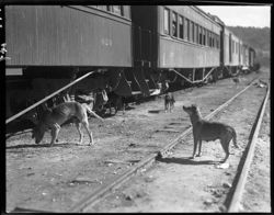 Dogs cleaning up food at railroad, horiz