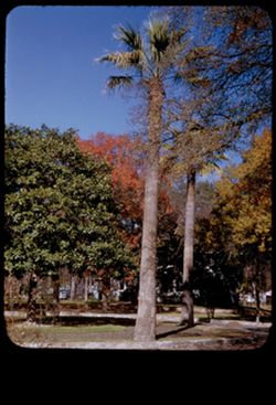 Trees in Brackenridge Park San Antonio