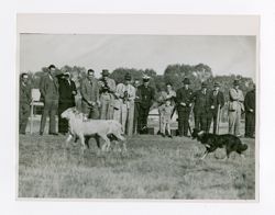Demonstration of sheep dog trials