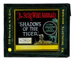 Shadows of the Tiger