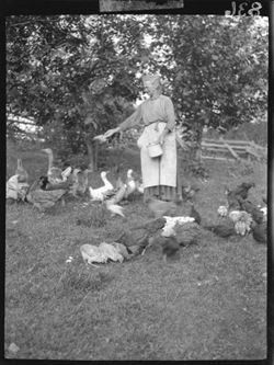 Mrs. Barnes feeding ducks and chickens, perp. Berry neg.