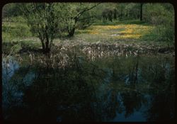 Pool and field of Dandelions. Arb. W. -near DuPage bridge
