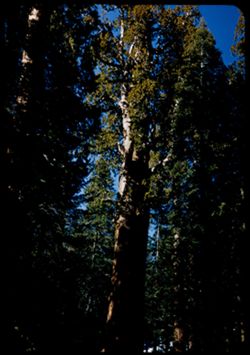 The General Sherman tree in Sequoia Nat'l Park. Oldest and largest of the redwoods.