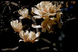 Blossoms of Japanese Magnolia at San Leandro