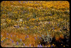 California poppies, lupine, and misc. yellow flowers along US 466 west of Wasco, Kern Co.