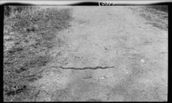 Snake, along tow-path, April 21, 1911, 3:30 p.m.