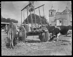 Oxen feeding near cart Tlacolula Market