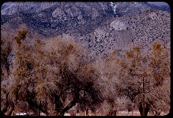 Mistletoe in cottonwoods along Calif. 178 20 miles NW of Walker Pass. Kern co., Calif.