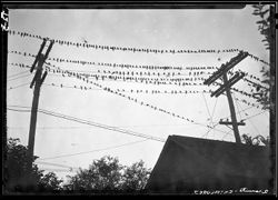 Martins on wires at Lee McNeff's