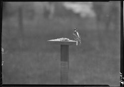 Downy woodpecker at feeding board