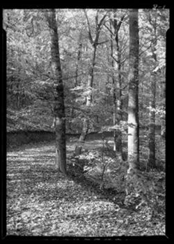 Beech trees, etc., J.K. Lilly woods