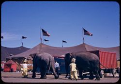Two elephants, rear view.