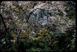 Cherries bloom Japanese Tea Garden Golden Gate Park