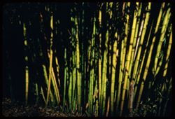 Bamboo growing in Strybing Arboretum