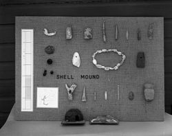 Shell Mound Artifacts
