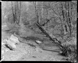 Creek scene near the old Major Steele (orig. neg.)