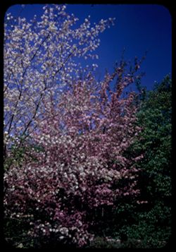 Amelanchier Amabalis and Malus Adstringens.  Arb.- E. ent.