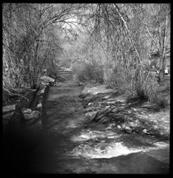 Scene along Santa Fe River, Santa Fe