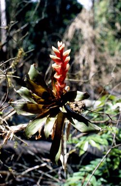 Bromeliad flower