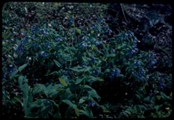 Blue flowers near Lotus pond. Arboretum W.