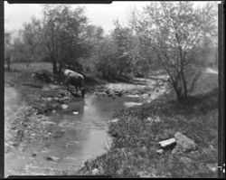 Jackson Branch, creek with cow