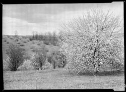 Apple orchards--Ben Douglass'