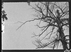 Little bird at edge of limb on old tree at Shadeland barnyard
