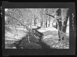 Snow scene in state park, Taggart negative