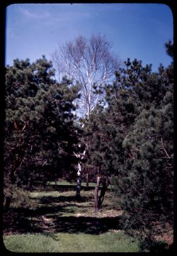 White birch seen through pines
