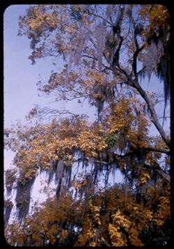 Big hickory tree with yellow leaves and festoons of moss BILOXI- Miss.