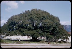 Santa Barbara's fig tree-largest in U.S. Ficus Macrophylla-Moreton Bay Fig-planted 1877