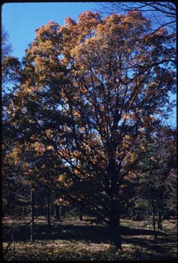 The great elm of the Morton Arboretum W