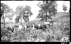 Holstein cattle, Martinsville trip