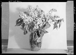 White lilacs from Loop's