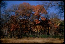 Trees in Brackenridge Park still have autumn colors late in December  San Antonio