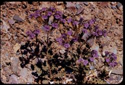 Phacelia along Hwy 190 east of Furnace Creek Inn - Death Valley