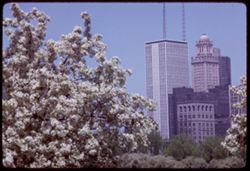 from Grant Park blooms and Towers Chicago