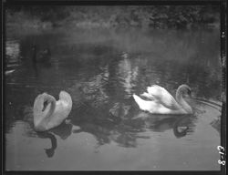 Larger views of swans at Sommer place