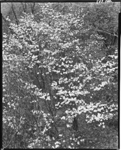 Dogwood tree in bloom near road 46, south of town bridge (orig. neg.)