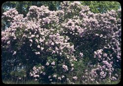 Lilacs along M60