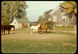 Black horse near Chestnut mare and white colt. Along Ill. 19 east of Elgin, Ill.