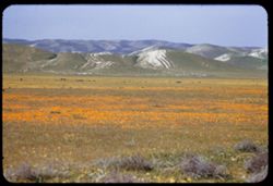 California poppies and foothills of Temblor Range SW of US 466 west of Blackwells Corner, Kern Co.
