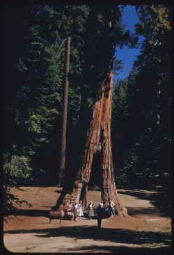 California Tree Mariposa Grove HCl