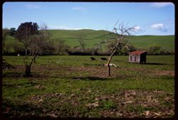 Green are the hills and green the fields Dairy country Sonoma county