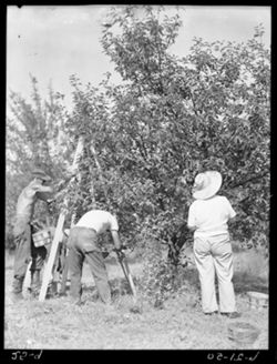 Views at Roesener orchard, picking cherries